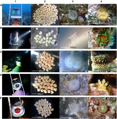 Assisted Coral Reproduction in the Dominican Republic: A Successful Story to Replicate in the Caribbean